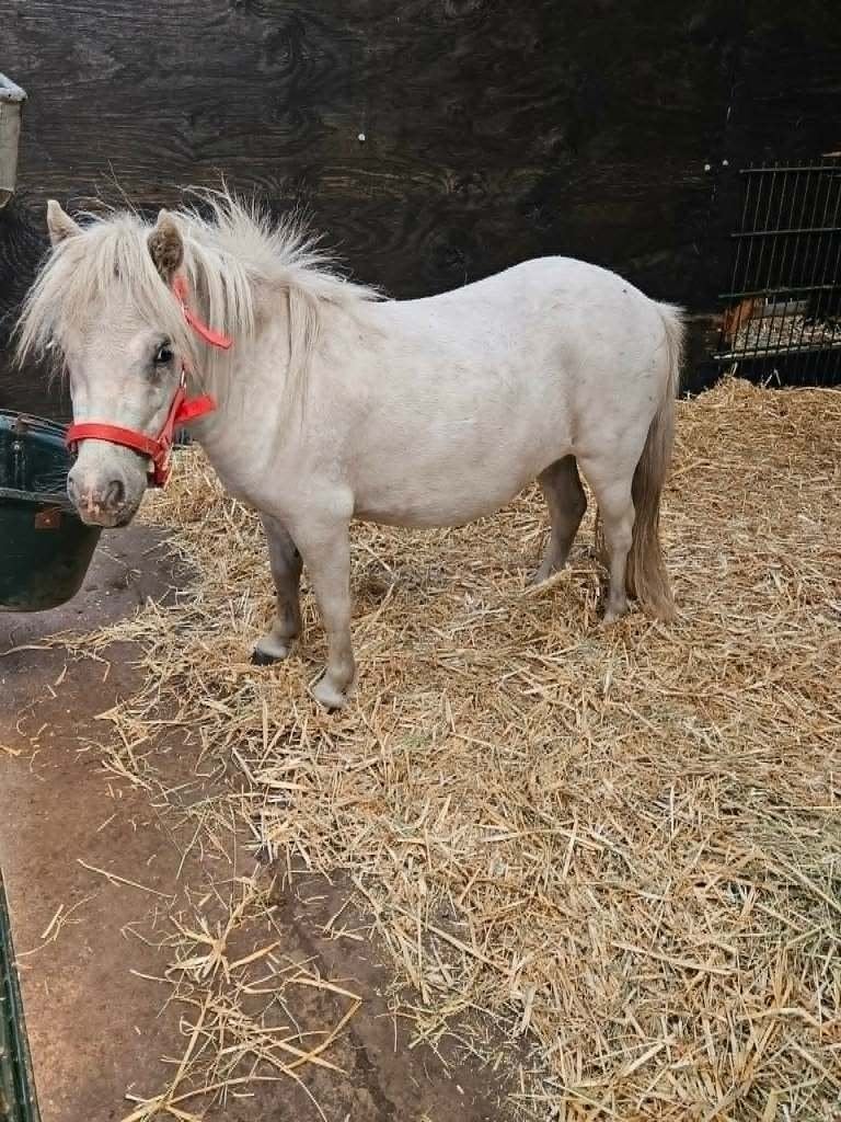 Rustige, lieve appaloosamerrie, Merrie, 0 tot 2 jaar, A pony (tot 1.17m), Gechipt