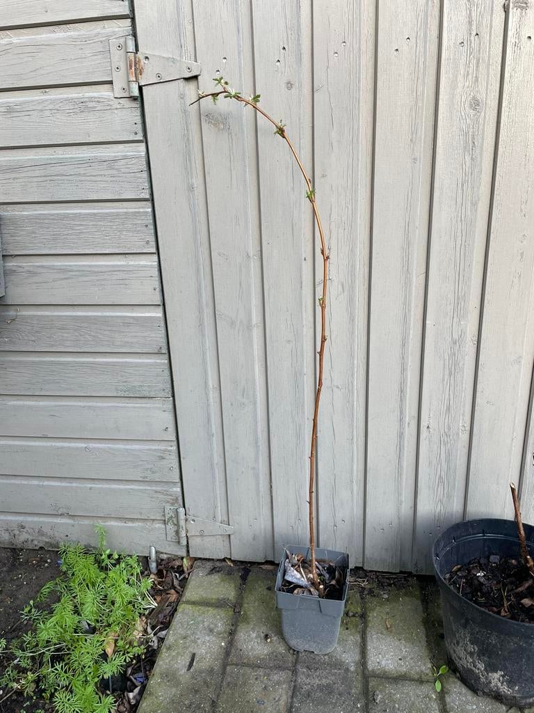 1 framboos zaailing, Ophalen, Zomer