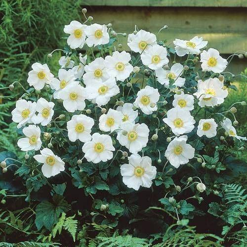 Anemone 'Honorine Jobert', Tuin en Terras, Planten | Tuinplanten, Ophalen, Herfst, Vaste plant, Halfschaduw