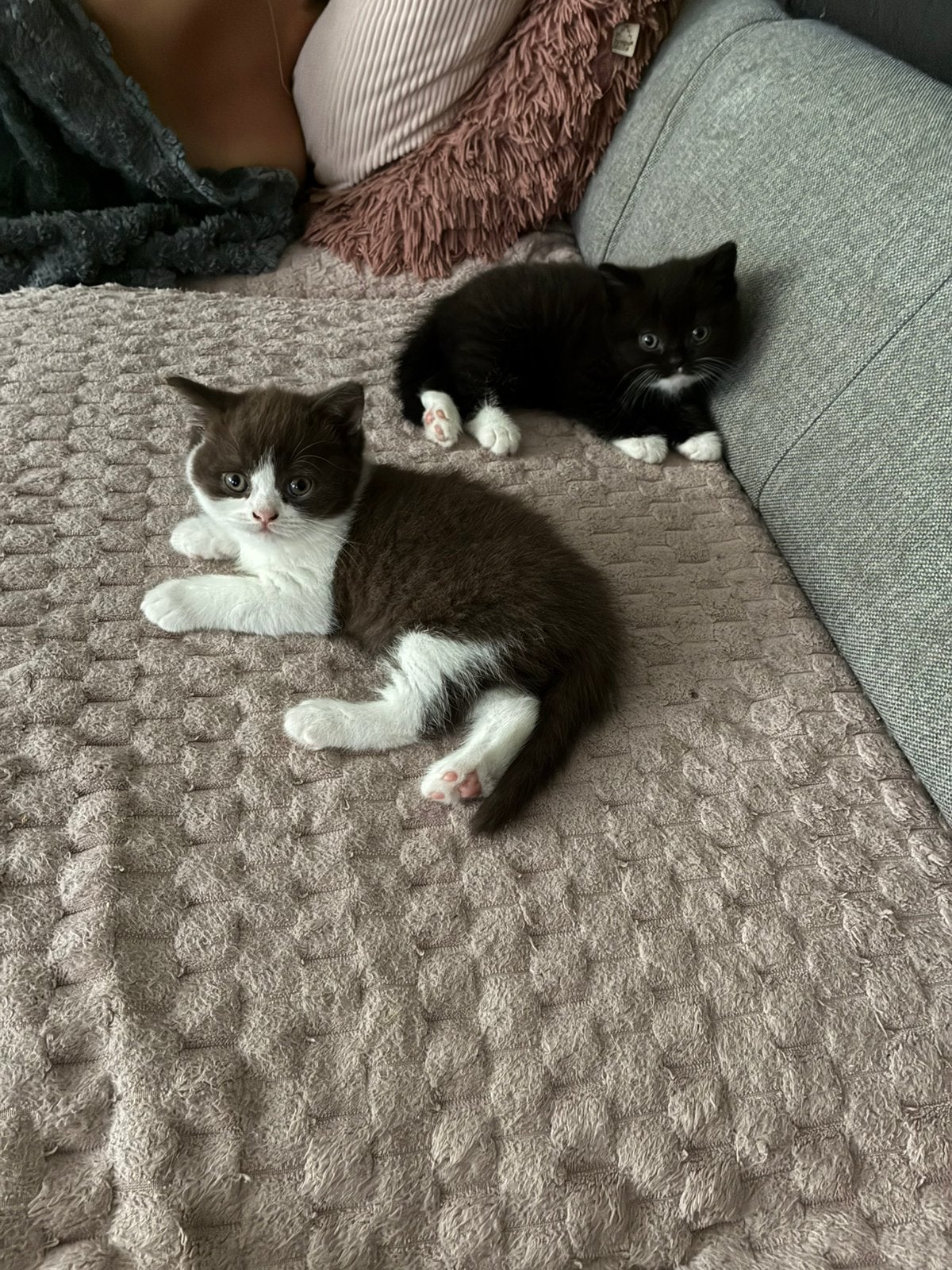 Brits korthaar katertjes 1 chocolat bicolor en 1 black bicol, Chat, Avec pedigree, 0 à 2 ans