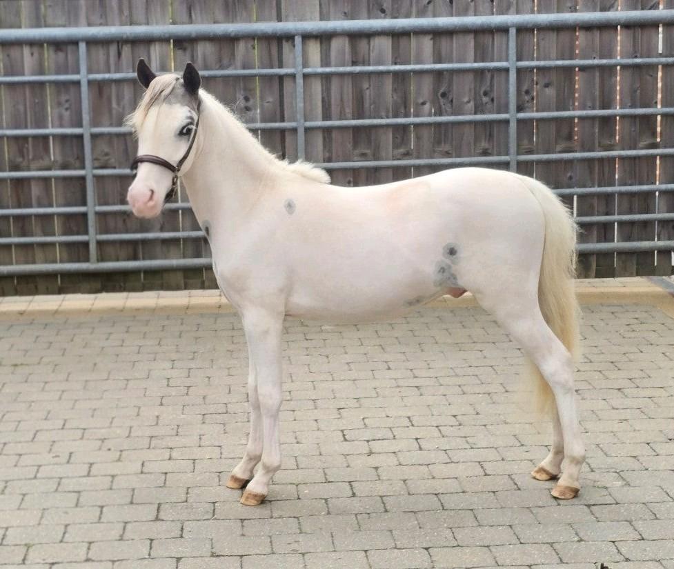 Mini étalon à cheval à partir de 2025, Juin, Mâle