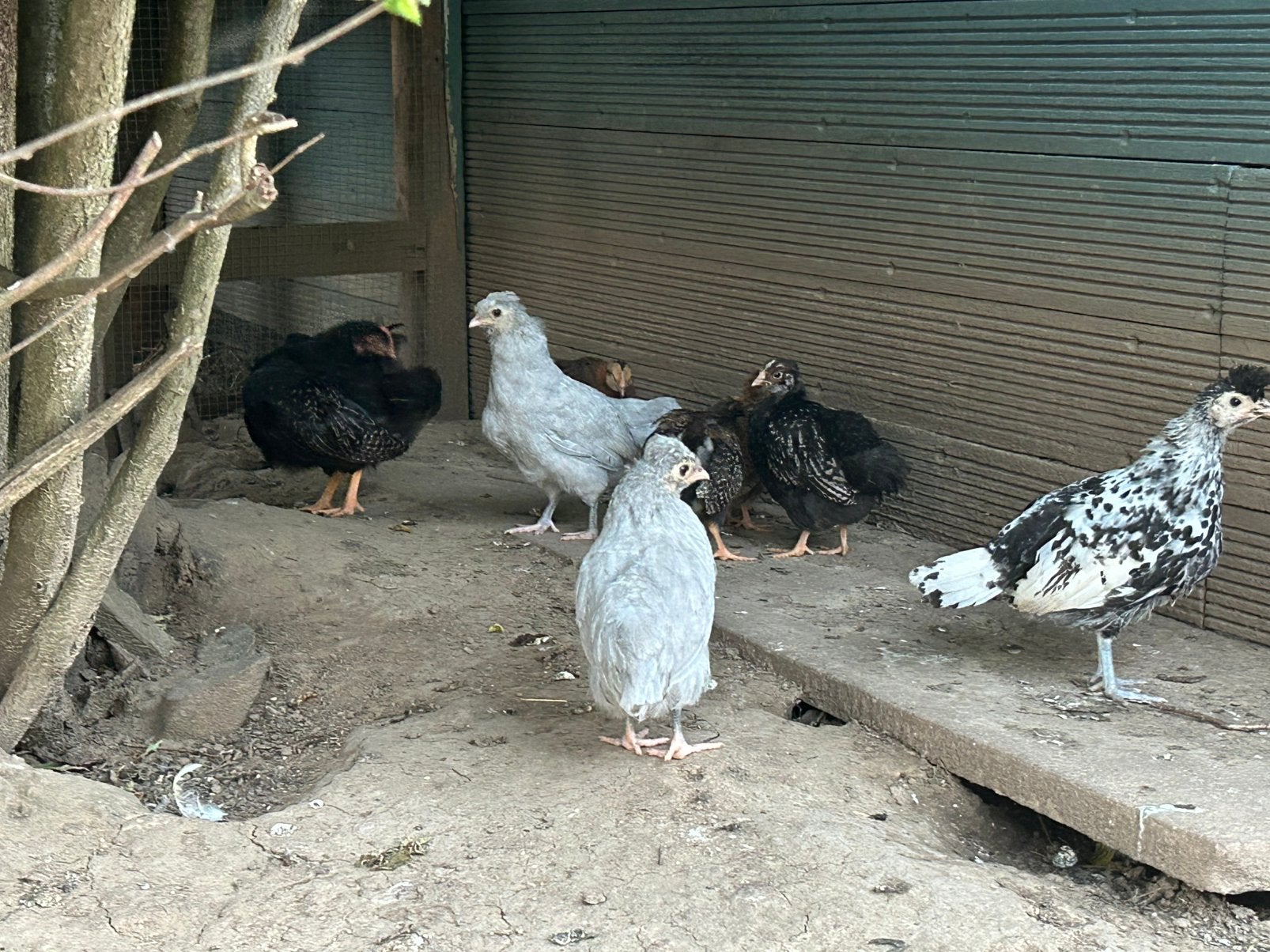 Jonge kipjes, Dieren en Toebehoren, Pluimvee