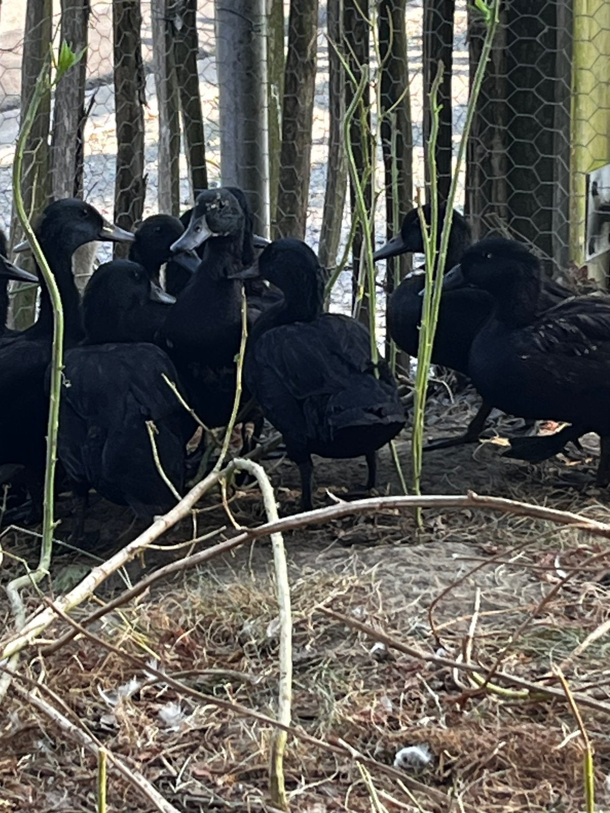 Smaragd eenden Per koppels voor 30€ per stuk en 11 mannetjes, Meerdere dieren, Eend