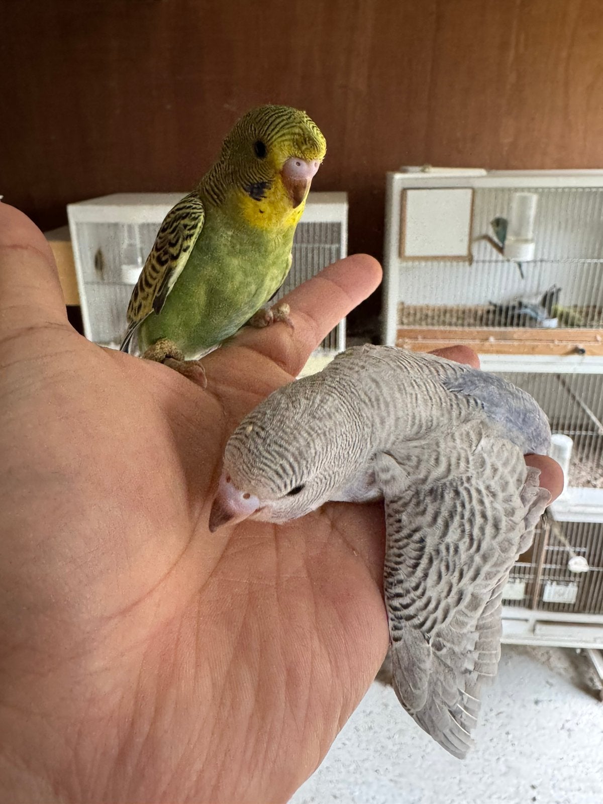 Grasparkieten split bw hagoromo, Dieren en Toebehoren, Vogels | Parkieten en Papegaaien