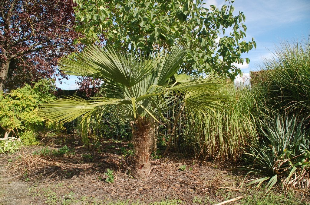 Chinese waaierpalm, Tuin en Terras, Volle zon, Ophalen of Verzenden, 100 tot 250 cm, Zomer