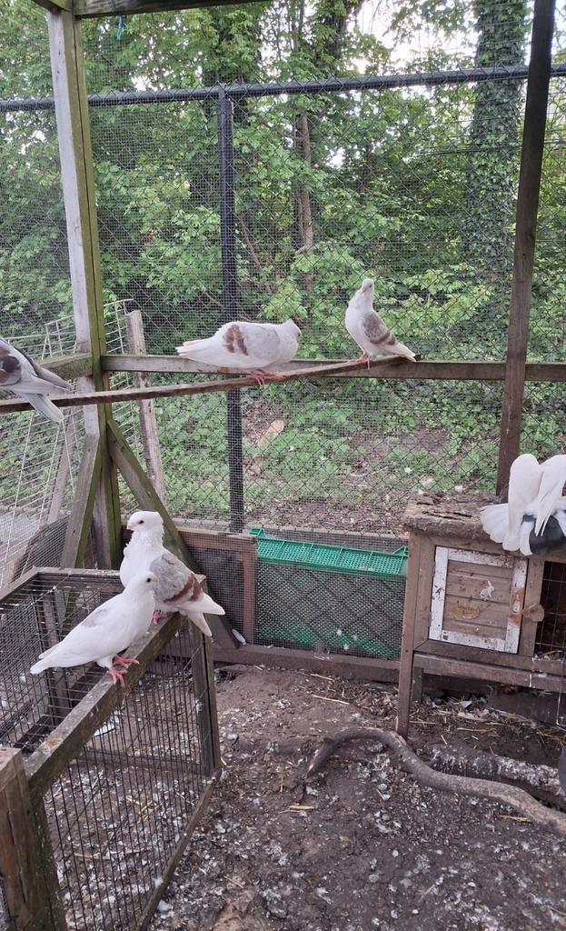 4 Old German pigeon owl sierduifjes, Dieren en Toebehoren