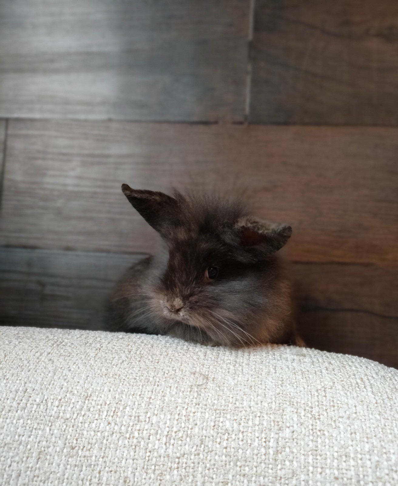 minilop x leeuwenkopje dwergkonijn, Animaux & Accessoires, Femelle, Nain, 0 à 2 ans