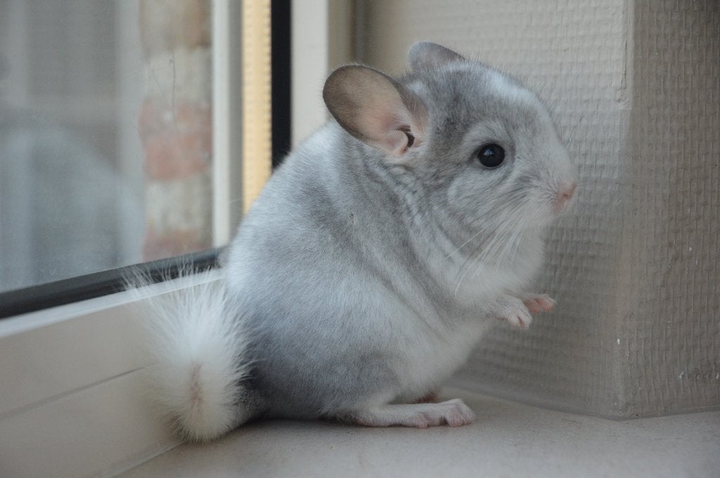 chinchilla jonge bokjes direct beschikbaar, Dieren en Toebehoren, Chinchilla, Mannelijk, Juli, Tam