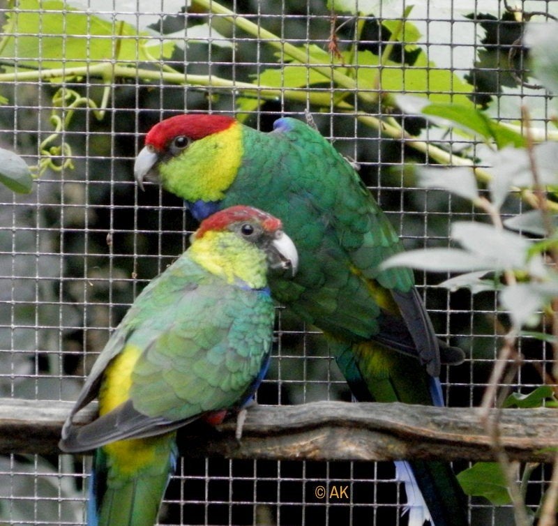 Redcap parkieten, Mâle, Perruche, Bagué