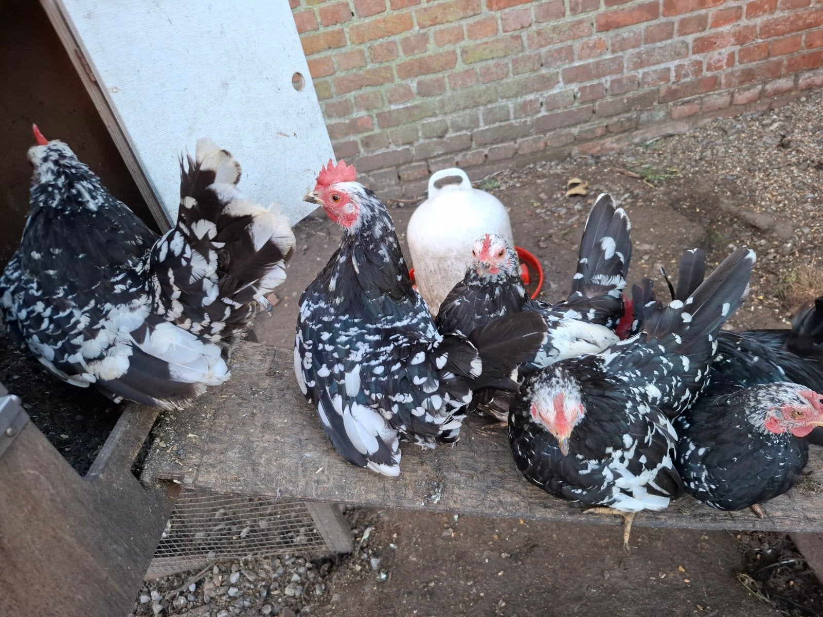 chabo toom, Plusieurs animaux, Poule ou poulet