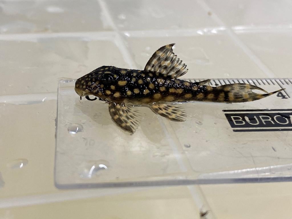 Hypancistrus L136b pleco (3-3,5 cm), Dieren en Toebehoren, Vissen | Aquariumvissen, Zoetwatervis, Vis