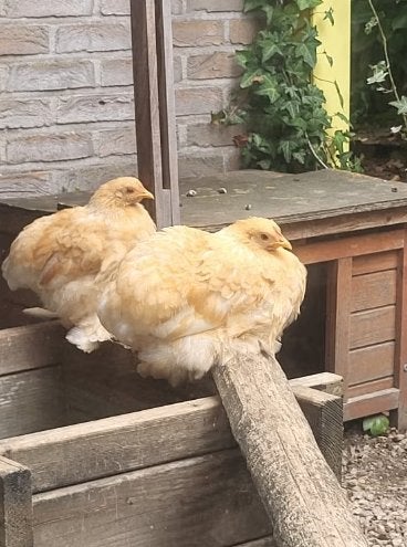 Poulets Cochin Kriel de race pure, Animaux & Accessoires, Femelle, Poule ou poulet