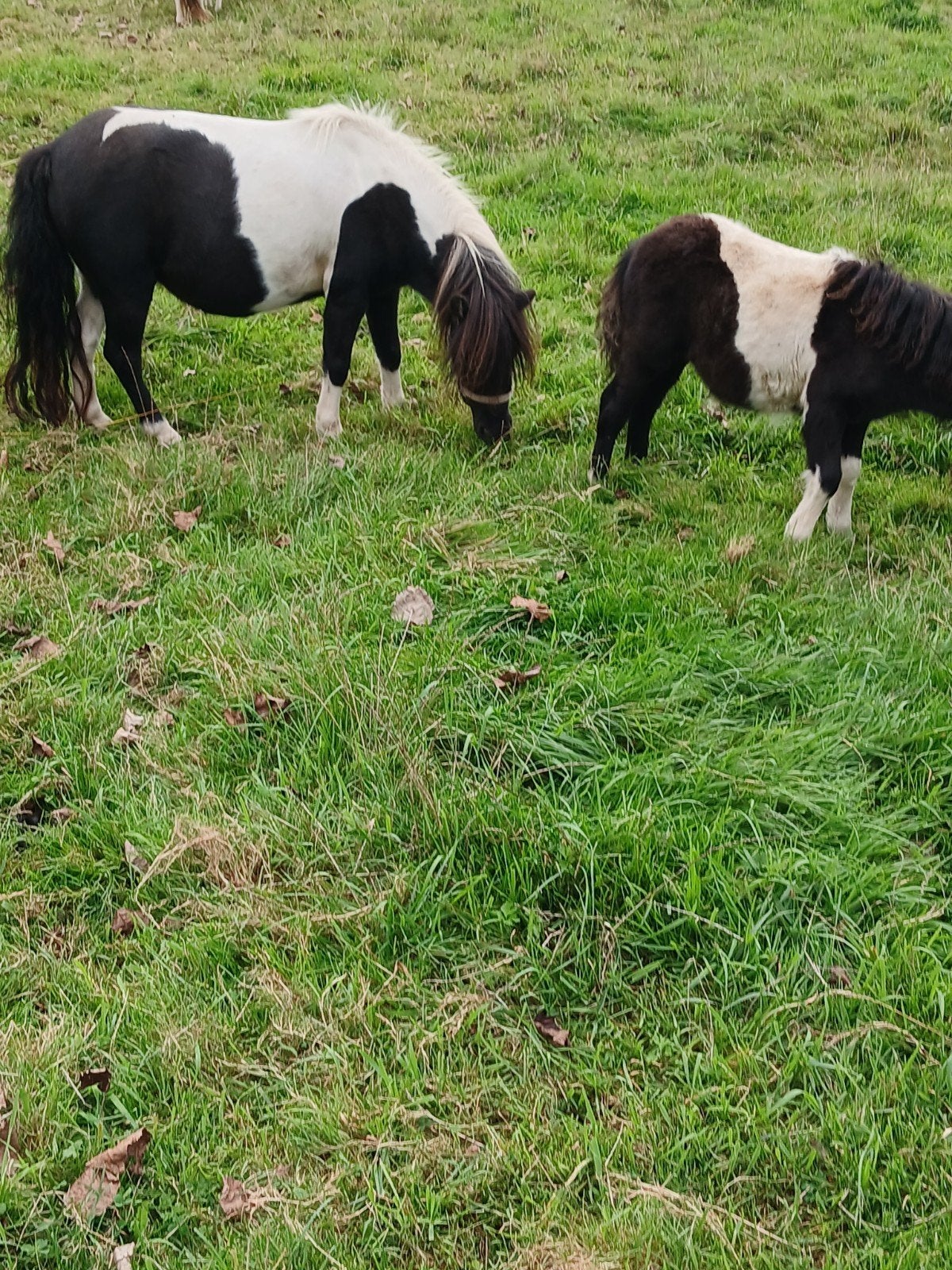pony/veulen/merrie, Dieren en Toebehoren, Merrie, Niet van toepassing, Gechipt, A pony (tot 1.17m)