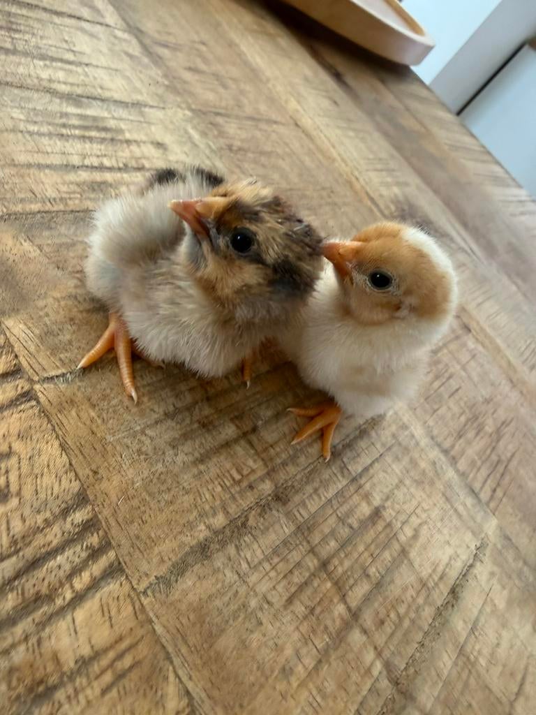 POULETS BANTAM WYANDOTTE VACCINÉS DE RACE PURE À VENDRE, Animaux & Accessoires, Volatiles, Sexe inconnu, Poule ou poulet