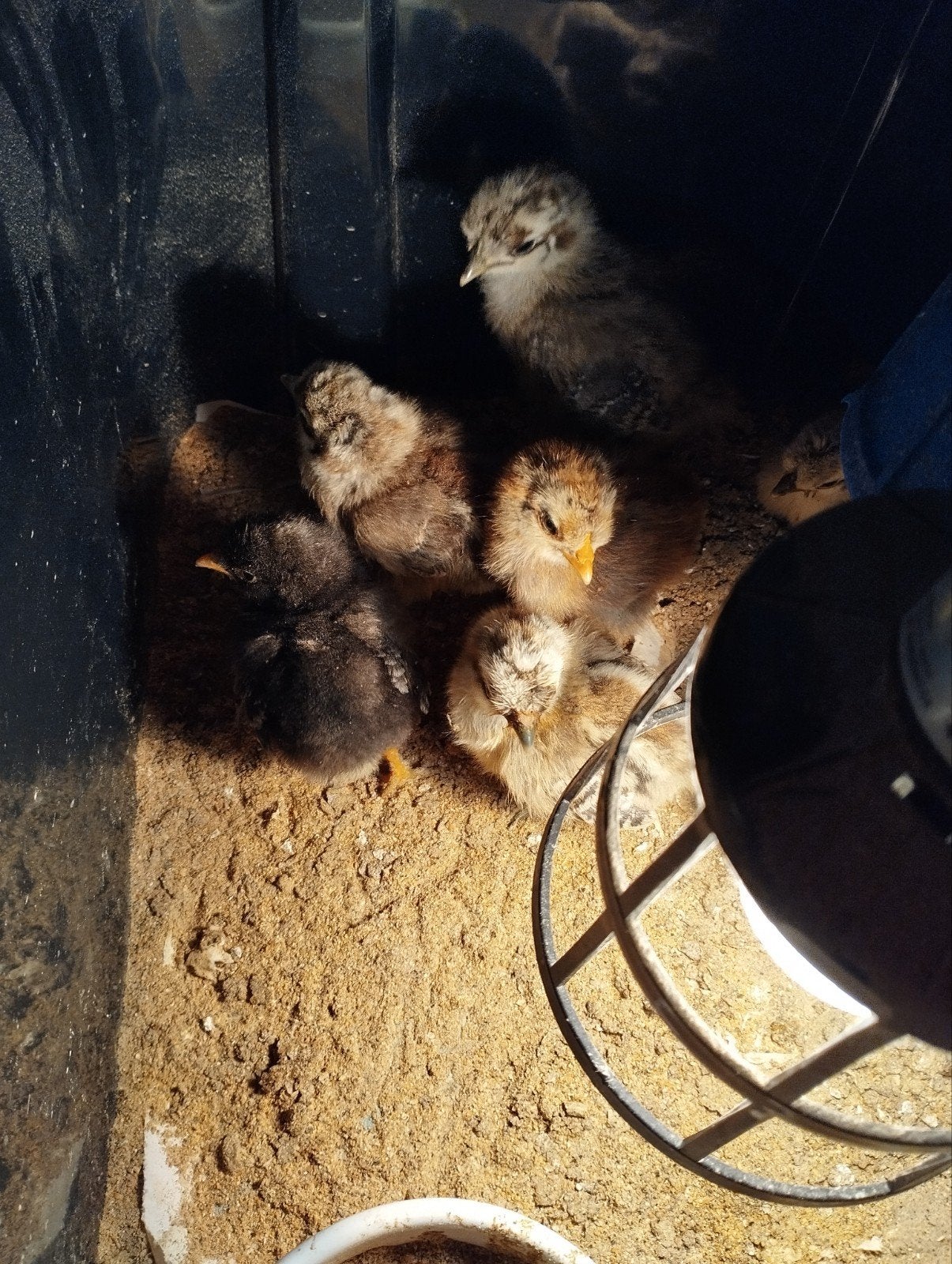 8 kuikentjes, Dieren en Toebehoren