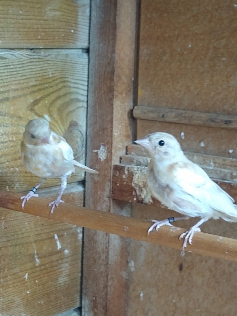 Botvink (gezocht met Ritskewie of ruskewie zang), Dieren en Toebehoren, Vogels | Overige Vogels