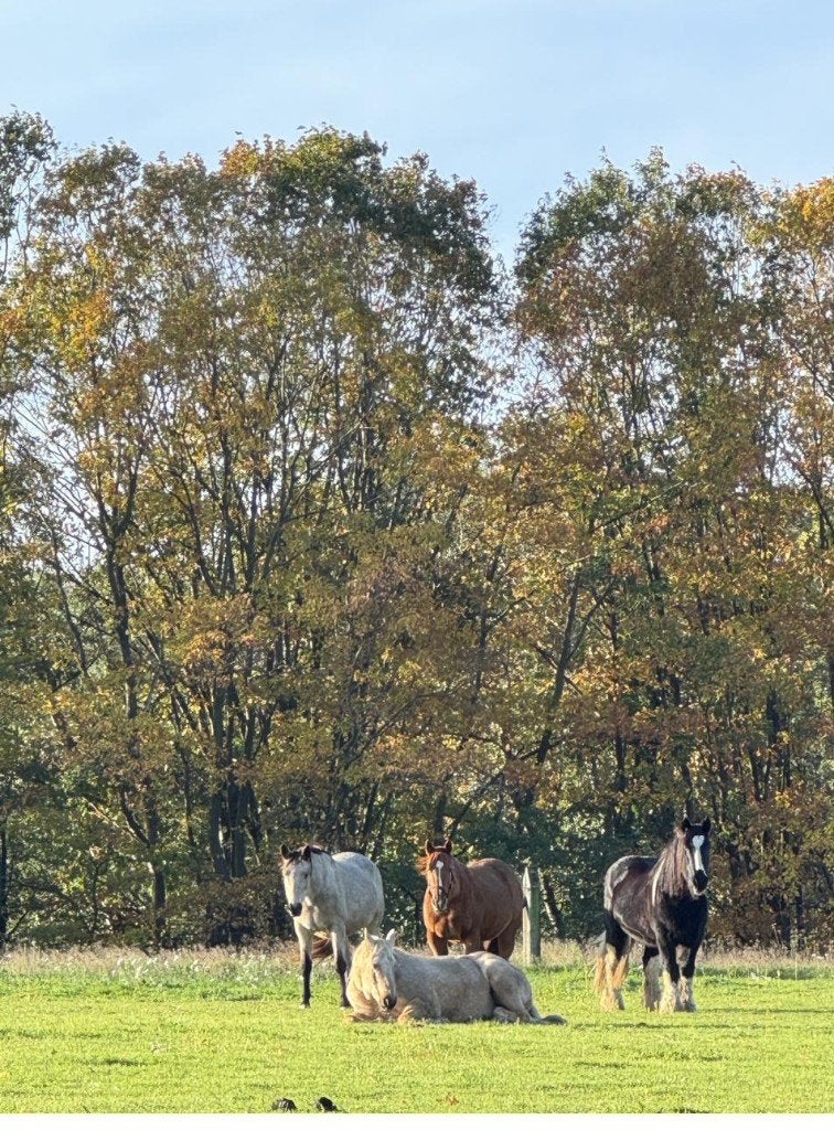 Rustpension paarden met weidegang - Diest - 3 plaatsen vrij, Pâturage, 2 ou 3 chevaux ou poneys