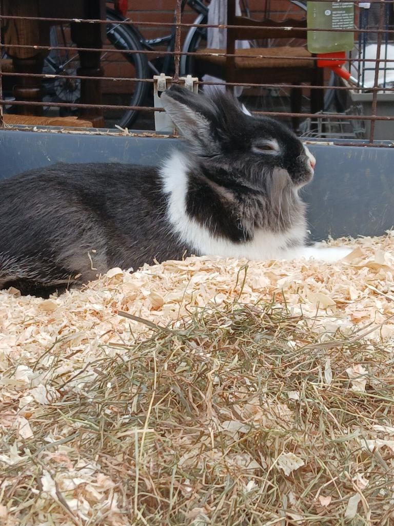 Konijnen, Dieren en Toebehoren