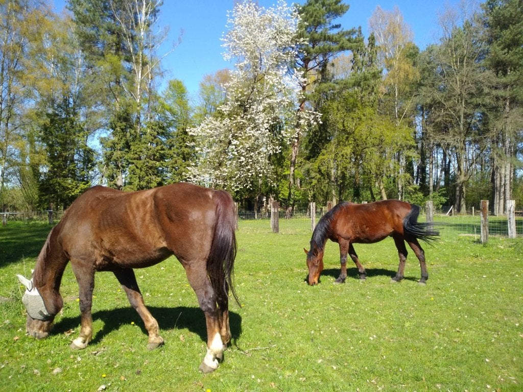 medehuurders hoeve met paarden, Dieren en Toebehoren, Stalling en Weidegang, Weidegang, 4 paarden of pony's of meer