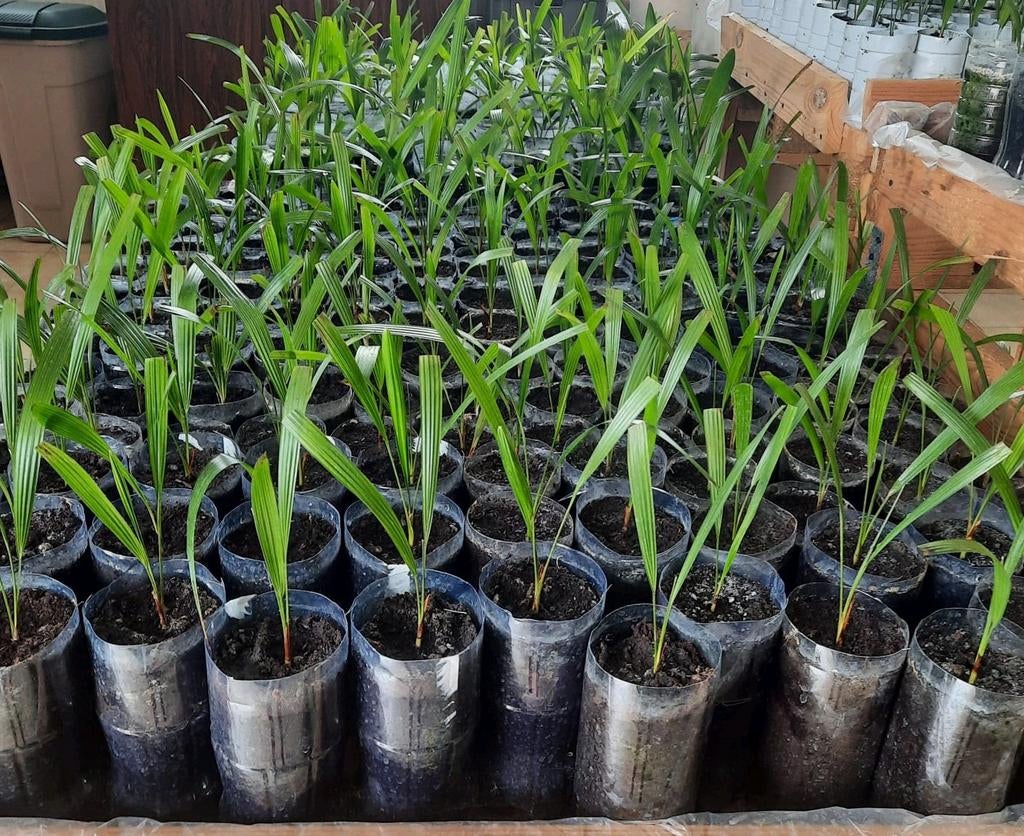 Meerjarige zaailingen Trachycarpus Fortunei, Tuin en Terras, Ophalen