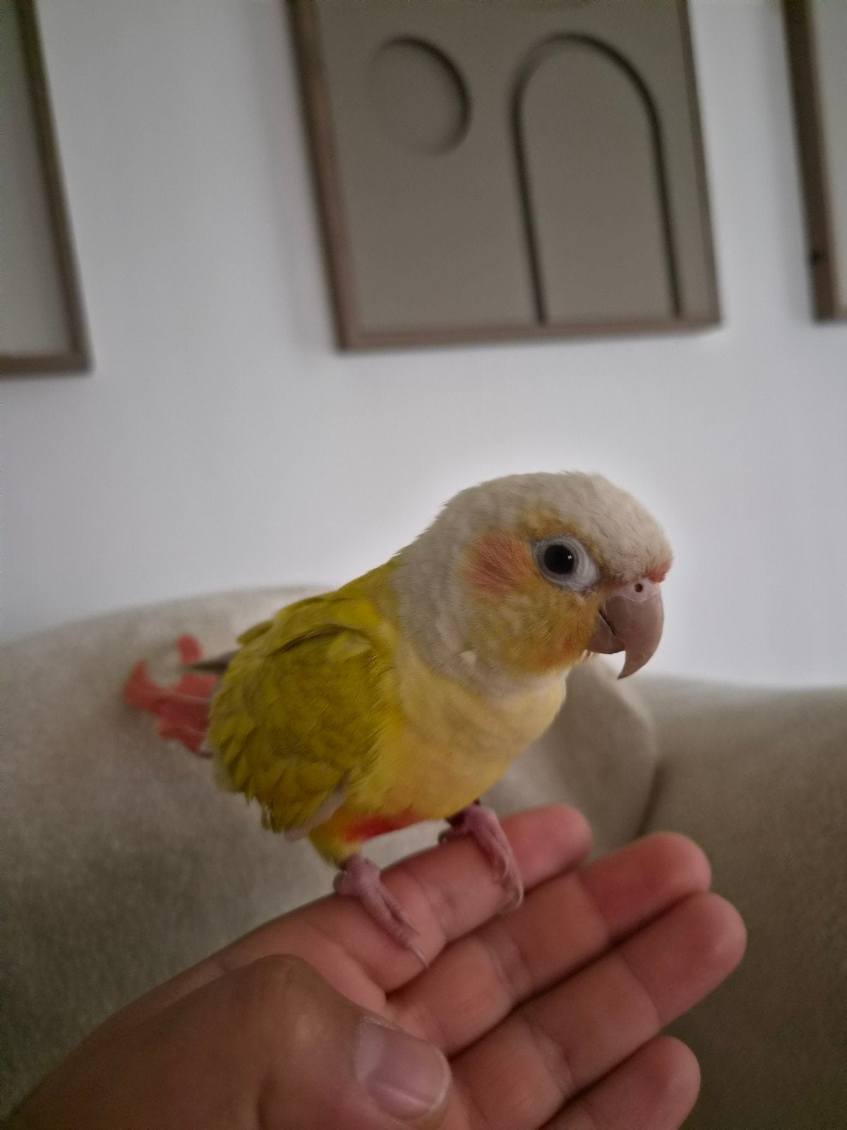 conure molina male, Animaux & Accessoires, Perruche