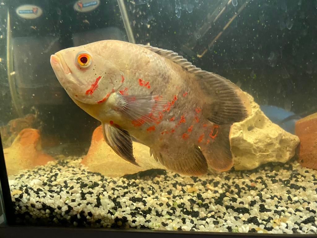 Albino pauwoogcichlide / oscar, Dieren en Toebehoren, Vis, Zoetwatervis