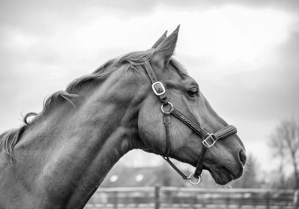 17-jarige vosse (fok)merrie, 11 ans ou plus, Cheval de saut, Jument, Débourré