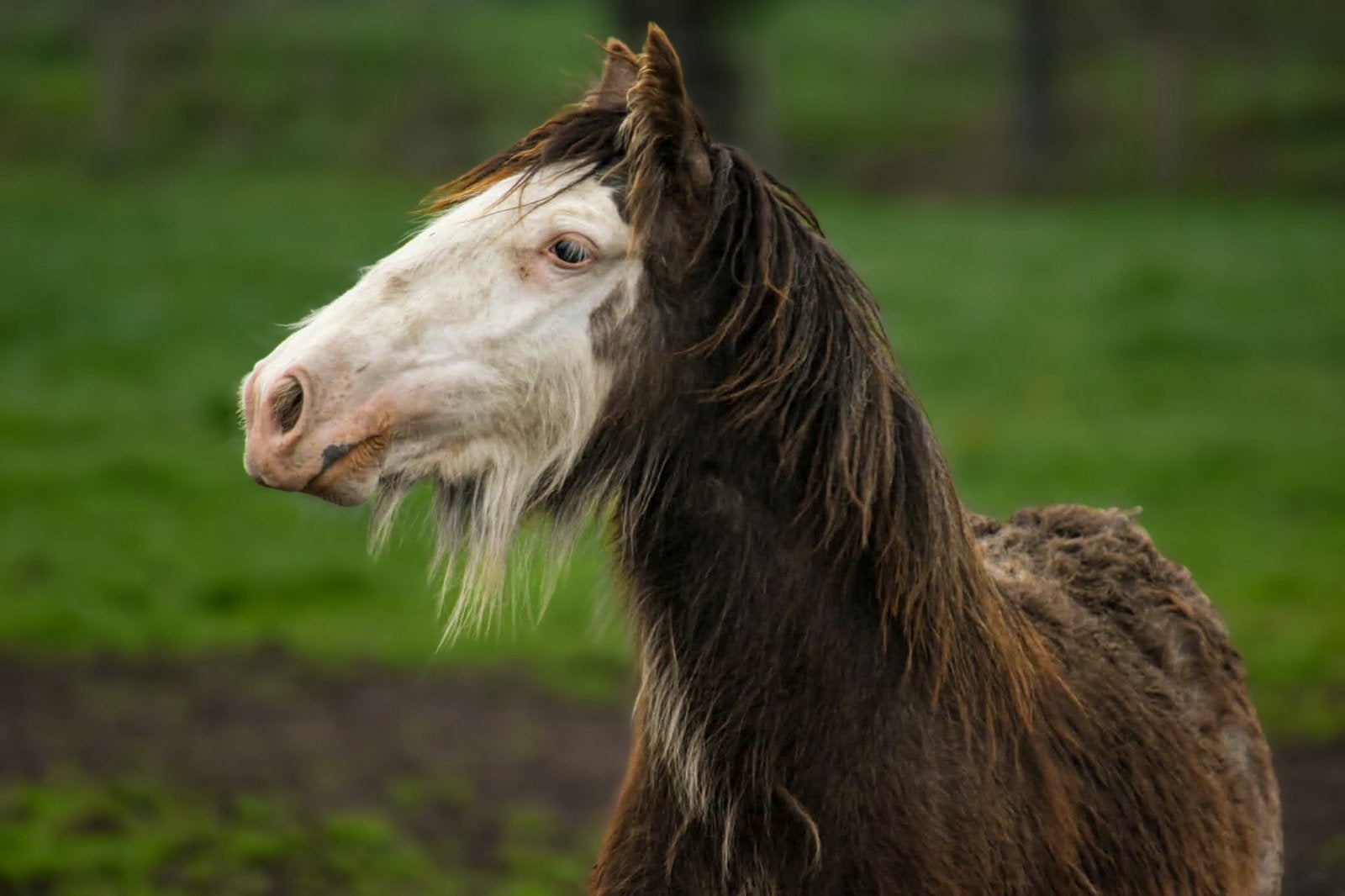 Beginnende fotograaf aangeboden, Dieren en Toebehoren