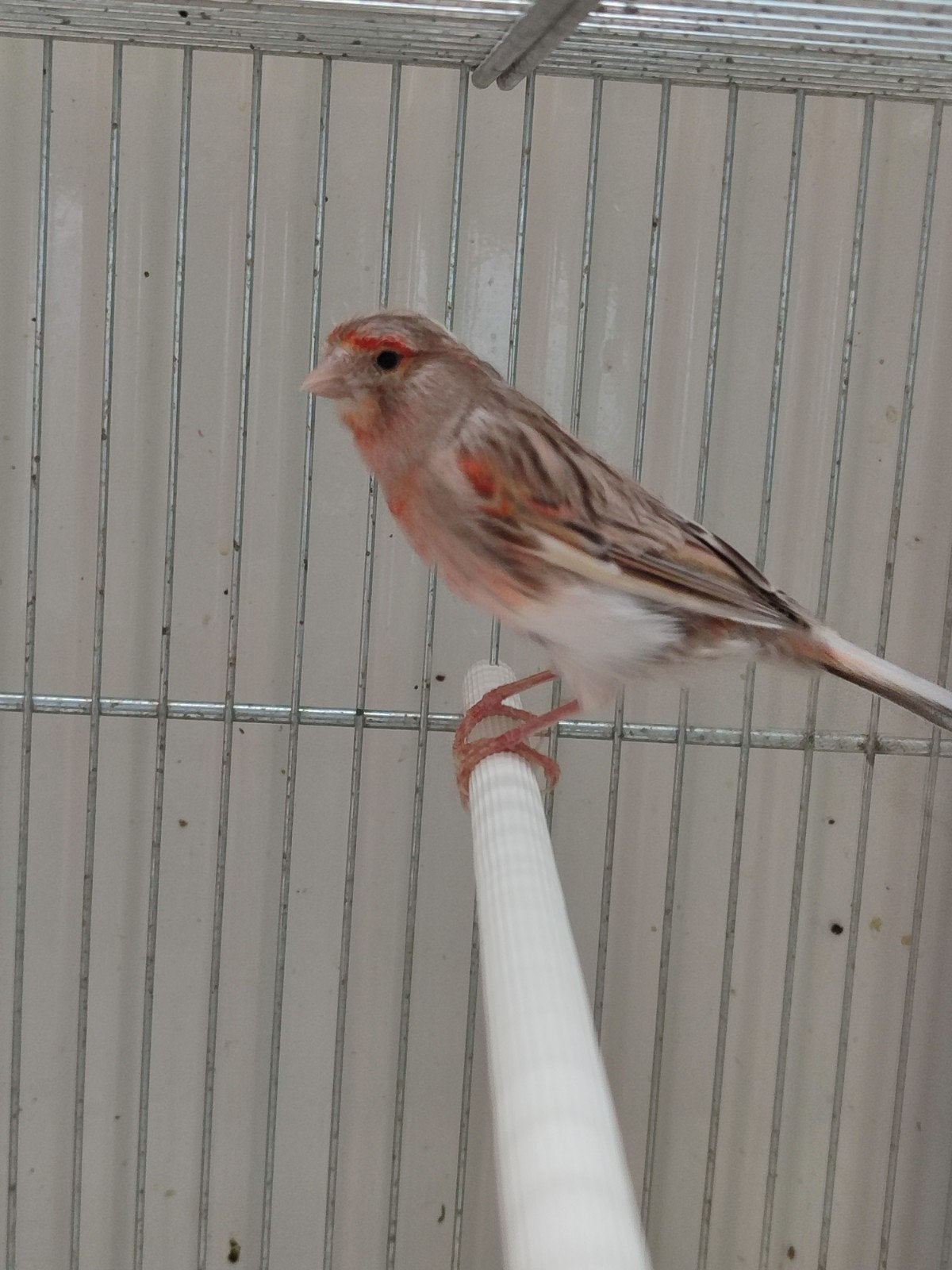 femelle canari 25€, Enlèvement
