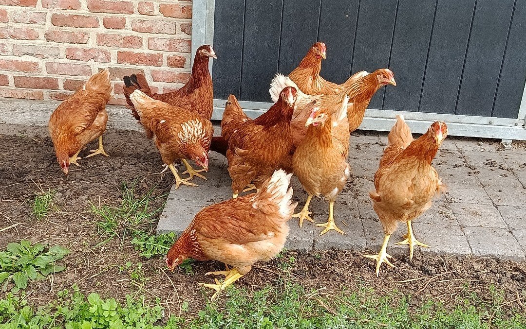 Isa brown , direct aan de leg !!, Poule ou poulet