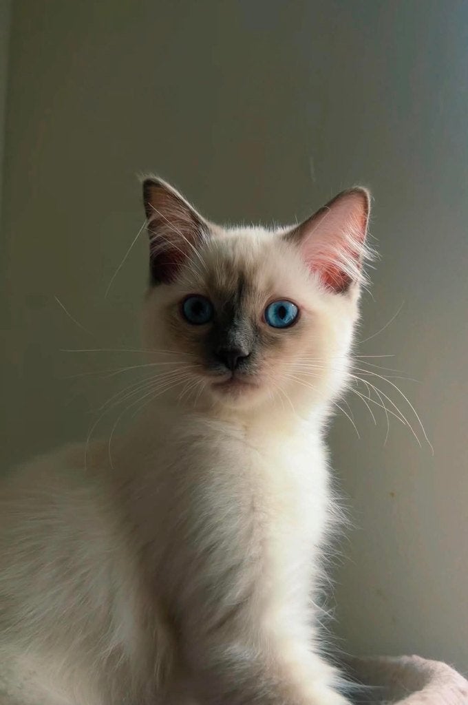 De beaux et adorables chatons Ragdoll sont disponibles, Plusieurs animaux, Avec pedigree, 0 à 2 ans