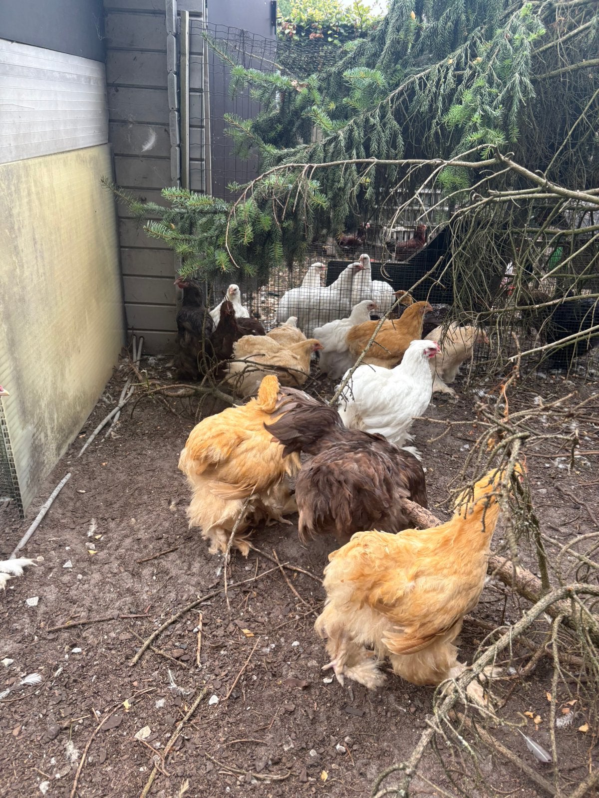 Cochin groothoender hanen, Dieren en Toebehoren, Mannelijk, Kip