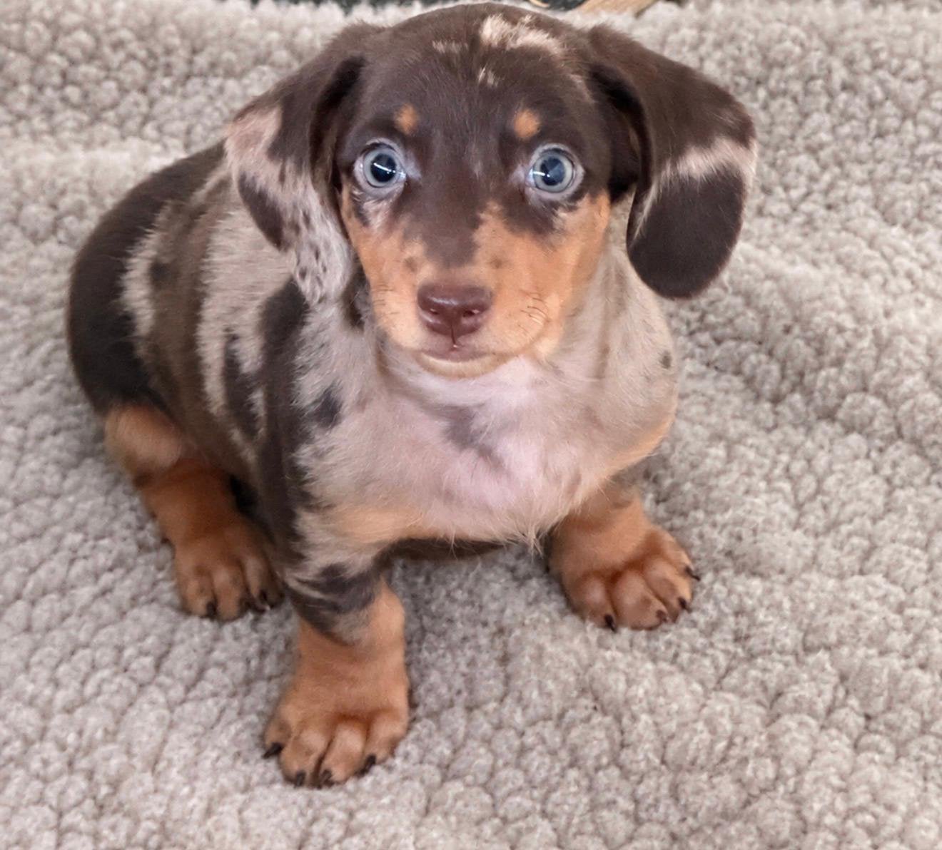 teckel pups,dwerg,choco tan merle,reutje, Dieren en Toebehoren, België, Reu, 8 tot 15 weken, Korthaar