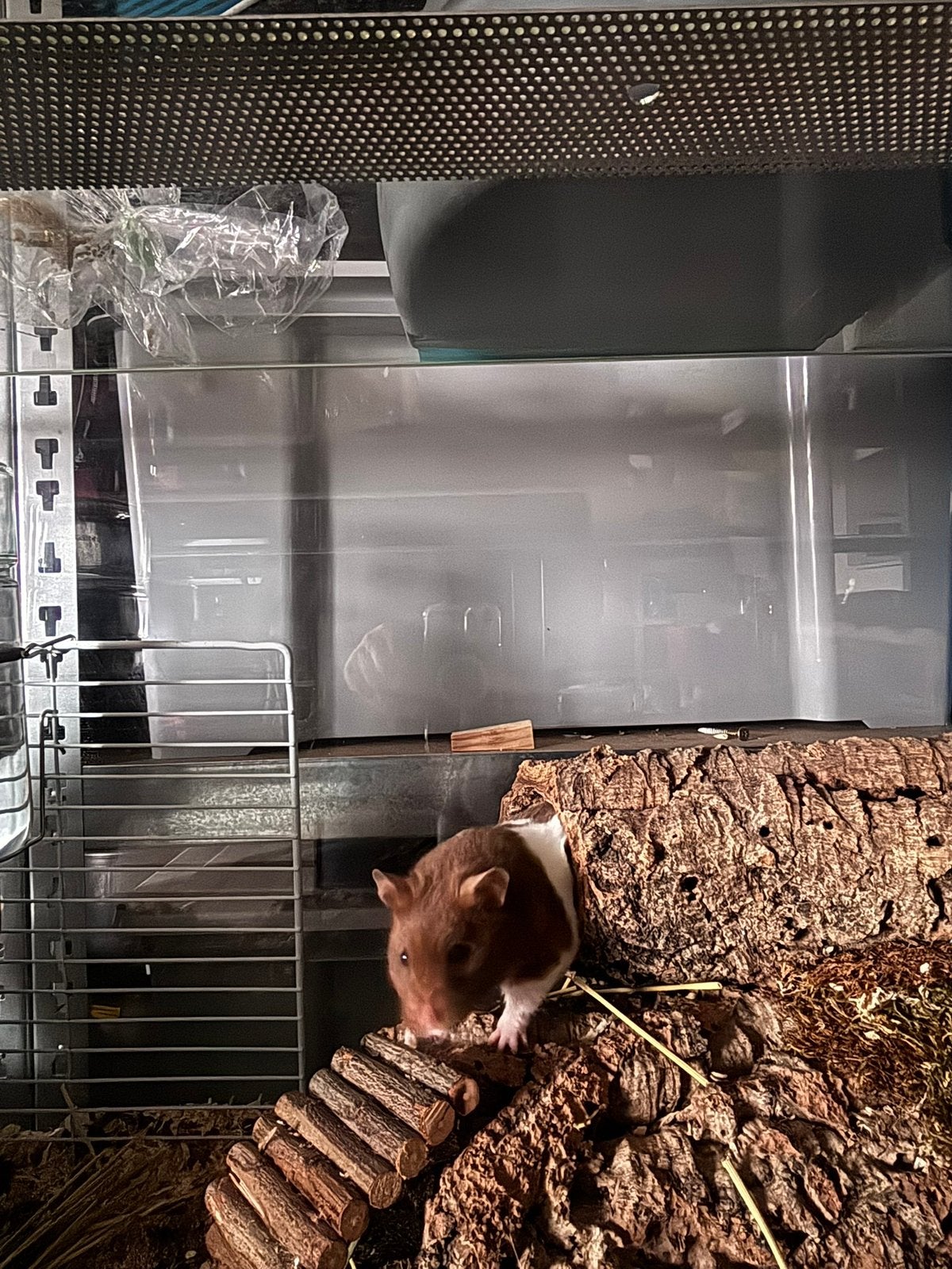 Hamster plus kooi en nog veel extra, Animaux & Accessoires, Hamster, Mars, Domestique, Femelle