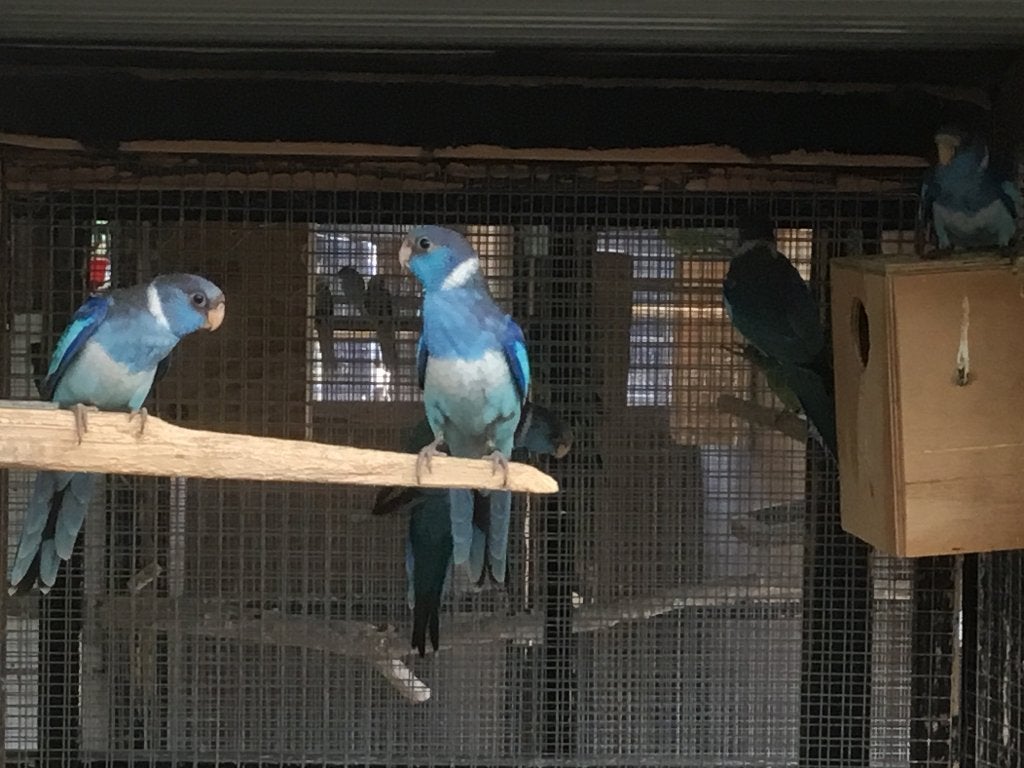 Blauwe barnard, Dieren en Toebehoren
