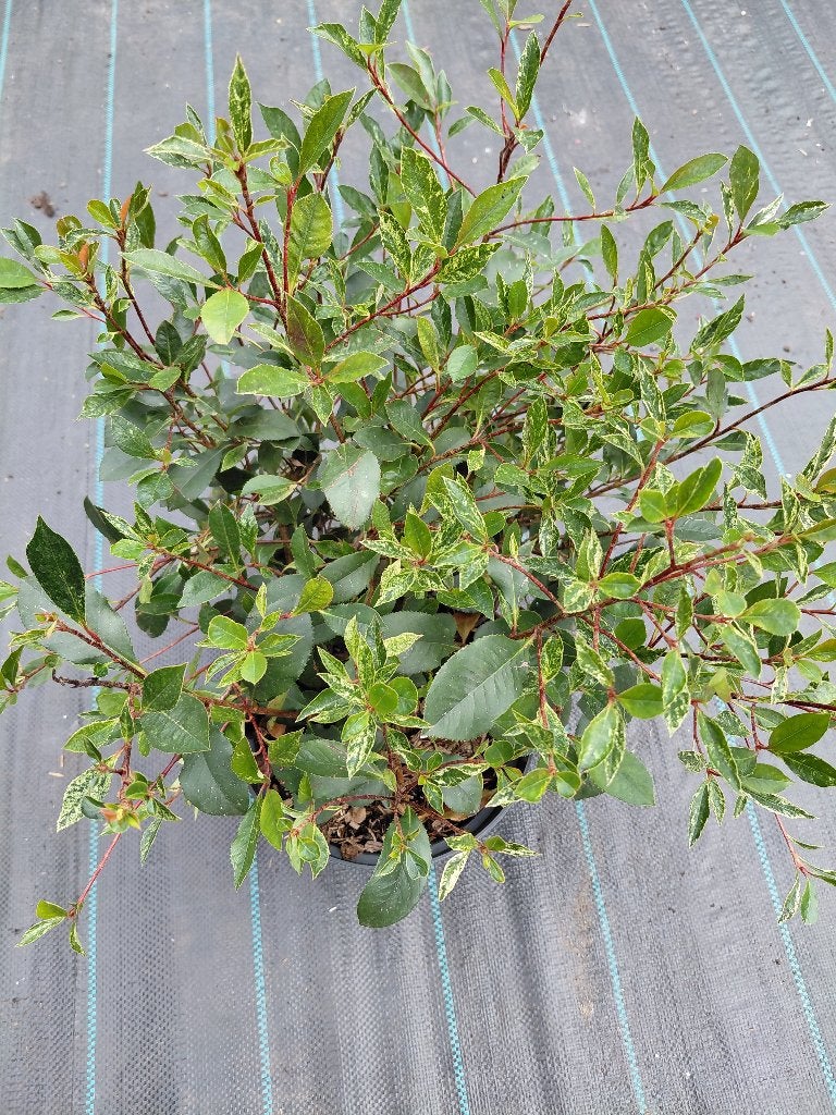 Photinia Little Fenna, Jardin & Terrasse, Plantes | Jardin, Enlèvement, Mi-ombre