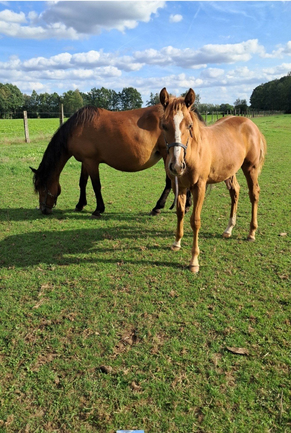 merrie met veulen, Dieren en Toebehoren