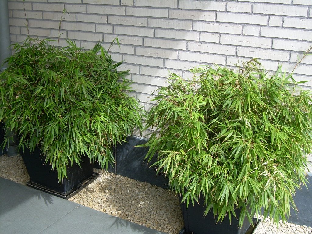 Bamboo Fargesia Rufa, Ophalen, Vaste plant, Siergrassen, Volle zon