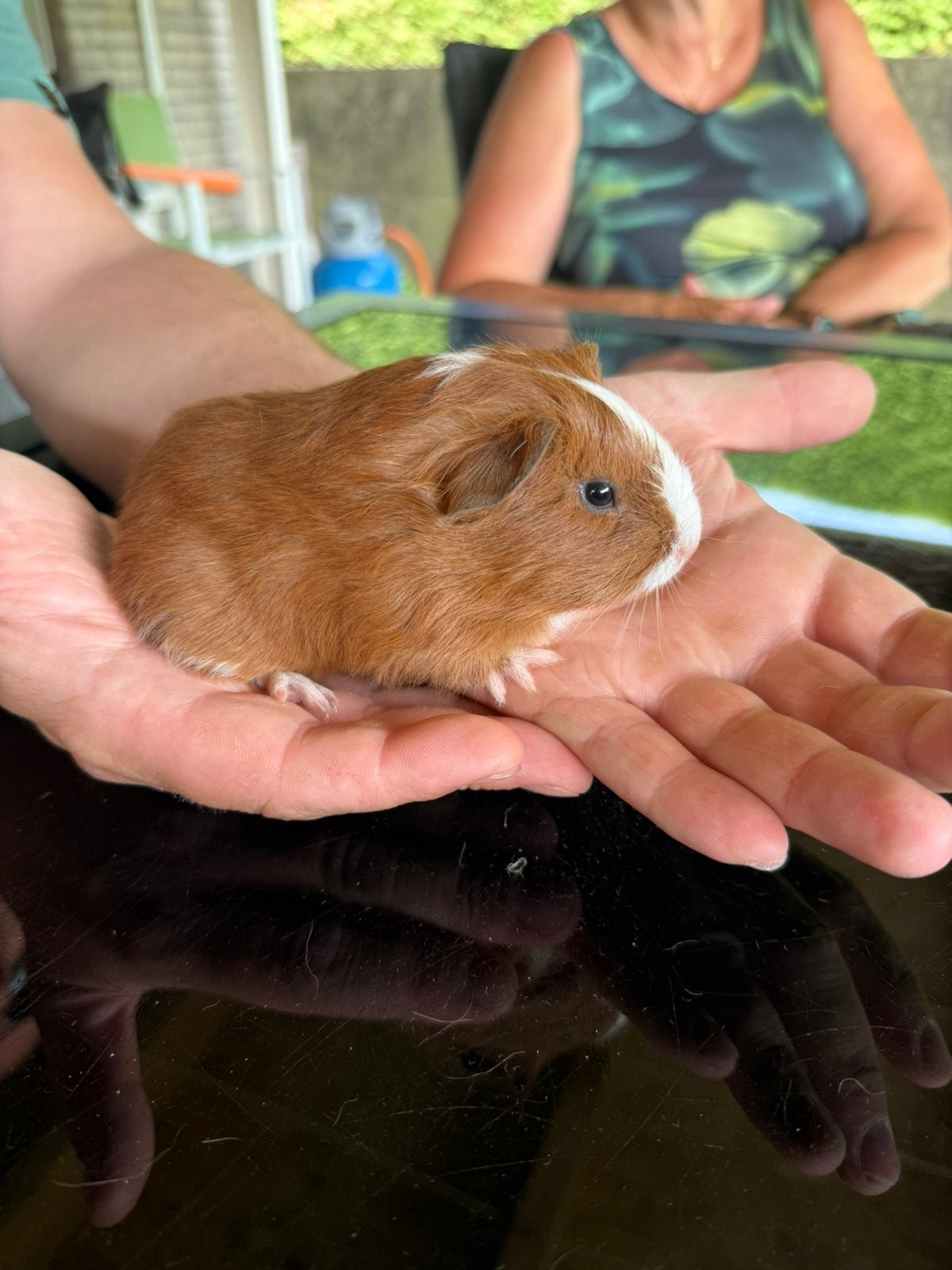 Beertje, Dieren en Toebehoren, Cavia, April, Mannelijk, Tam
