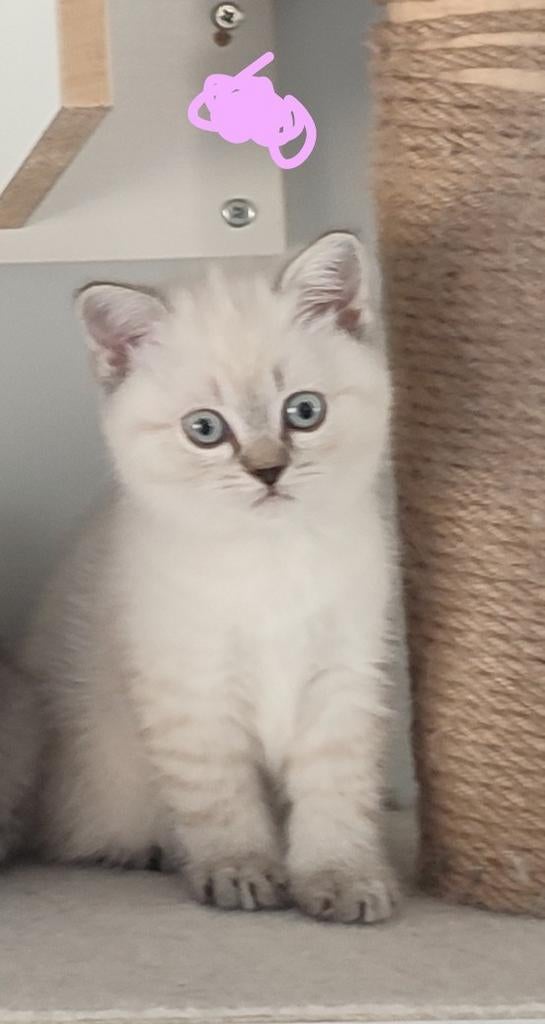 Britse Korthaar kittens, Dieren en Toebehoren, Meerdere dieren, Gechipt, 0 tot 2 jaar