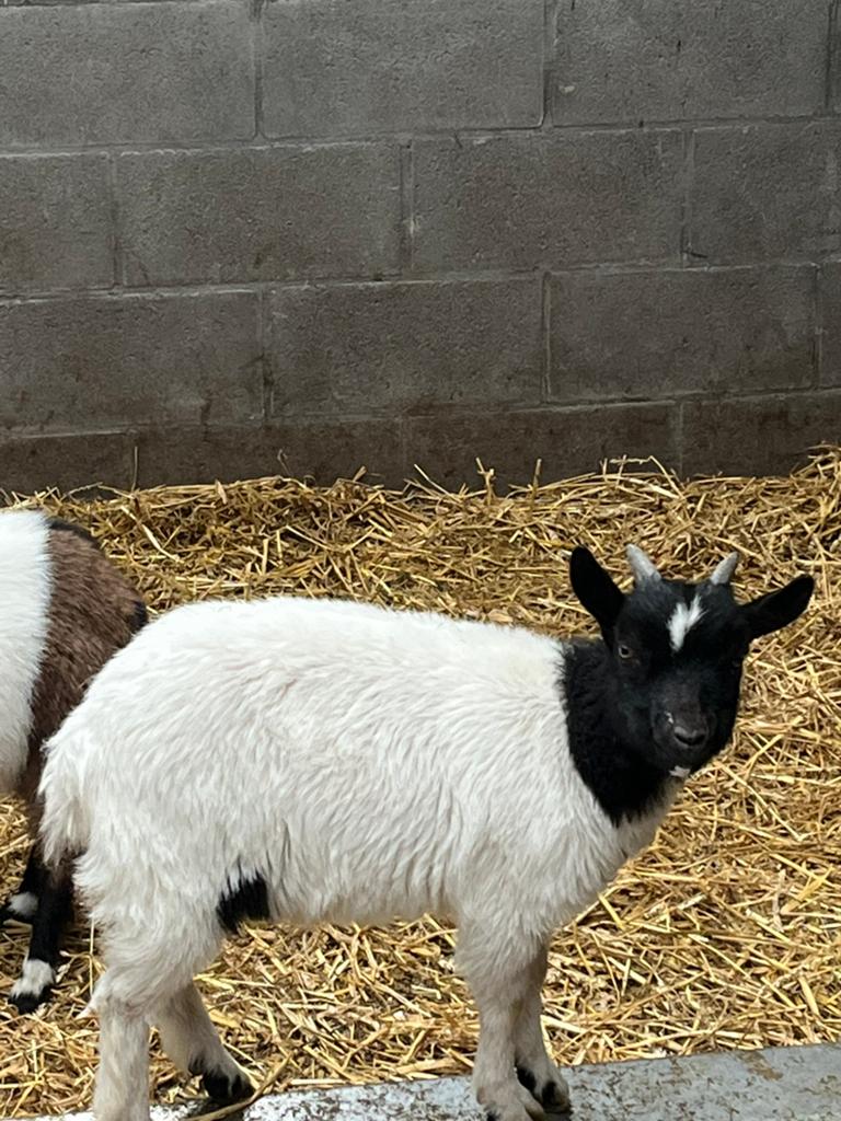 Dwerggeit, Dieren en Toebehoren, Schapen, Geiten en Varkens