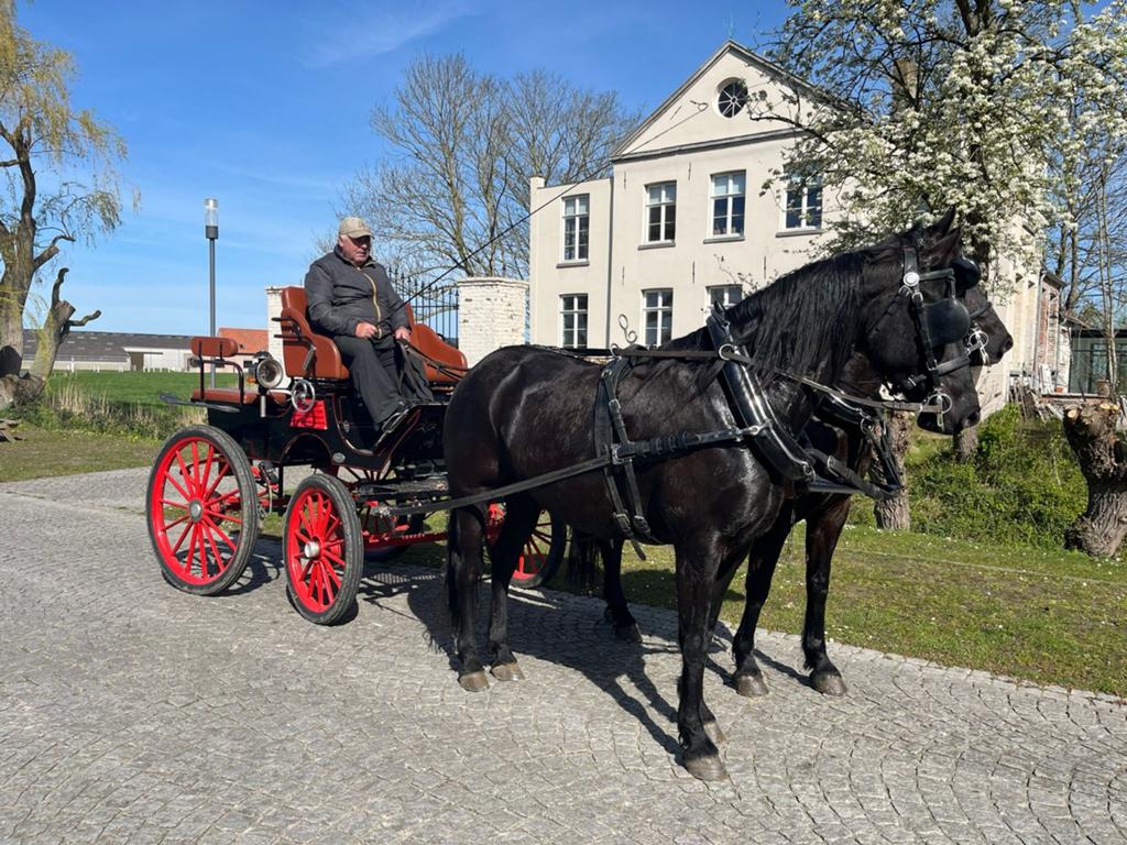 7 jarige friese merrie, Jument, Ne s'applique pas, Avec pedigree