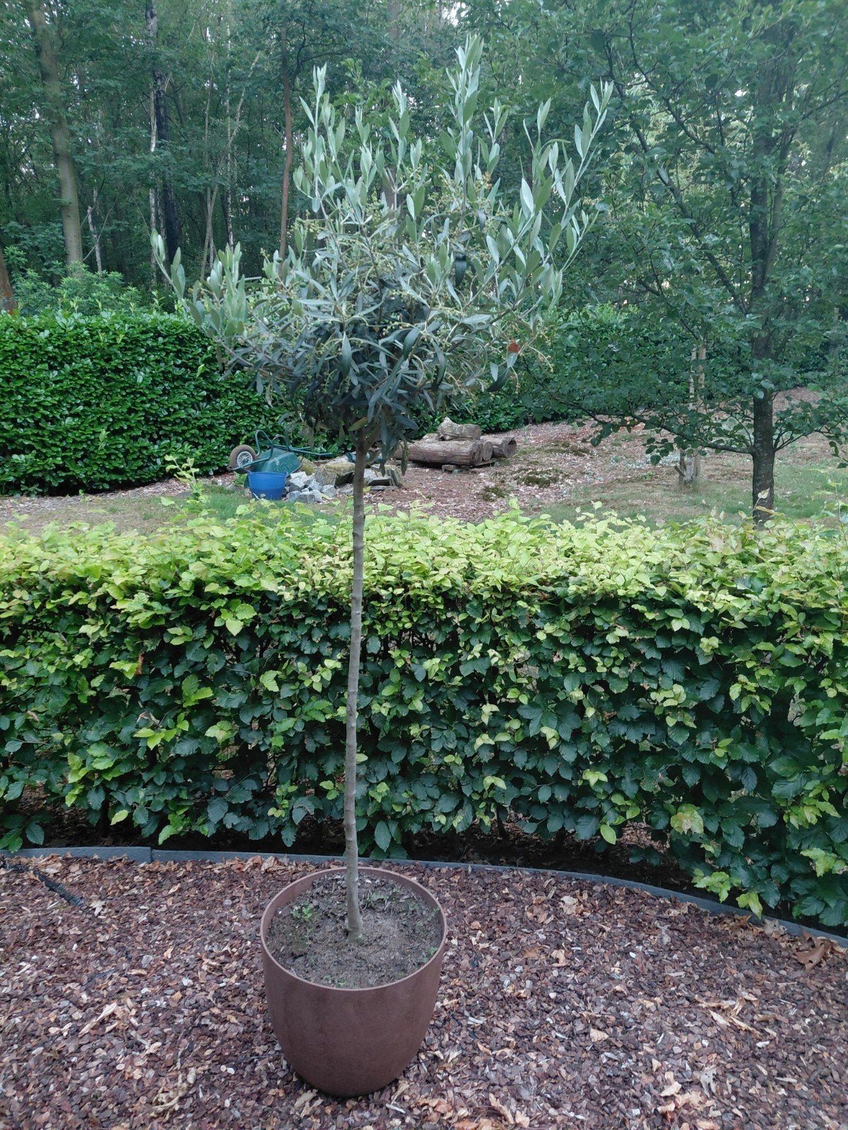 olijfboom inclusief pot, Ophalen, Olijfboom
