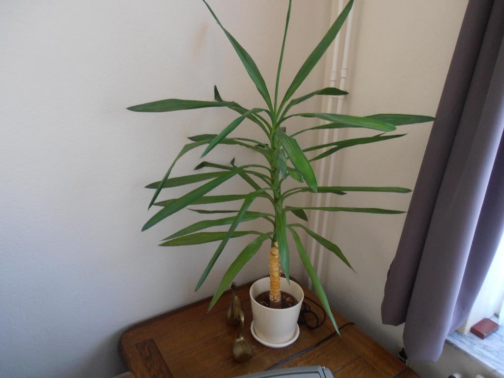 Yucca's voor binnen en yuccca's voor buiten, Enlèvement