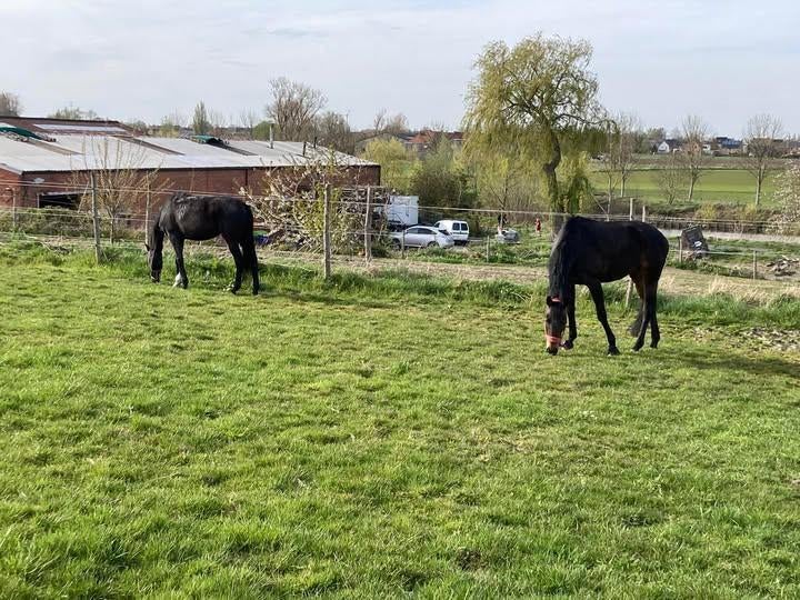 paardenstallen te huur, 4 paarden of pony's of meer
