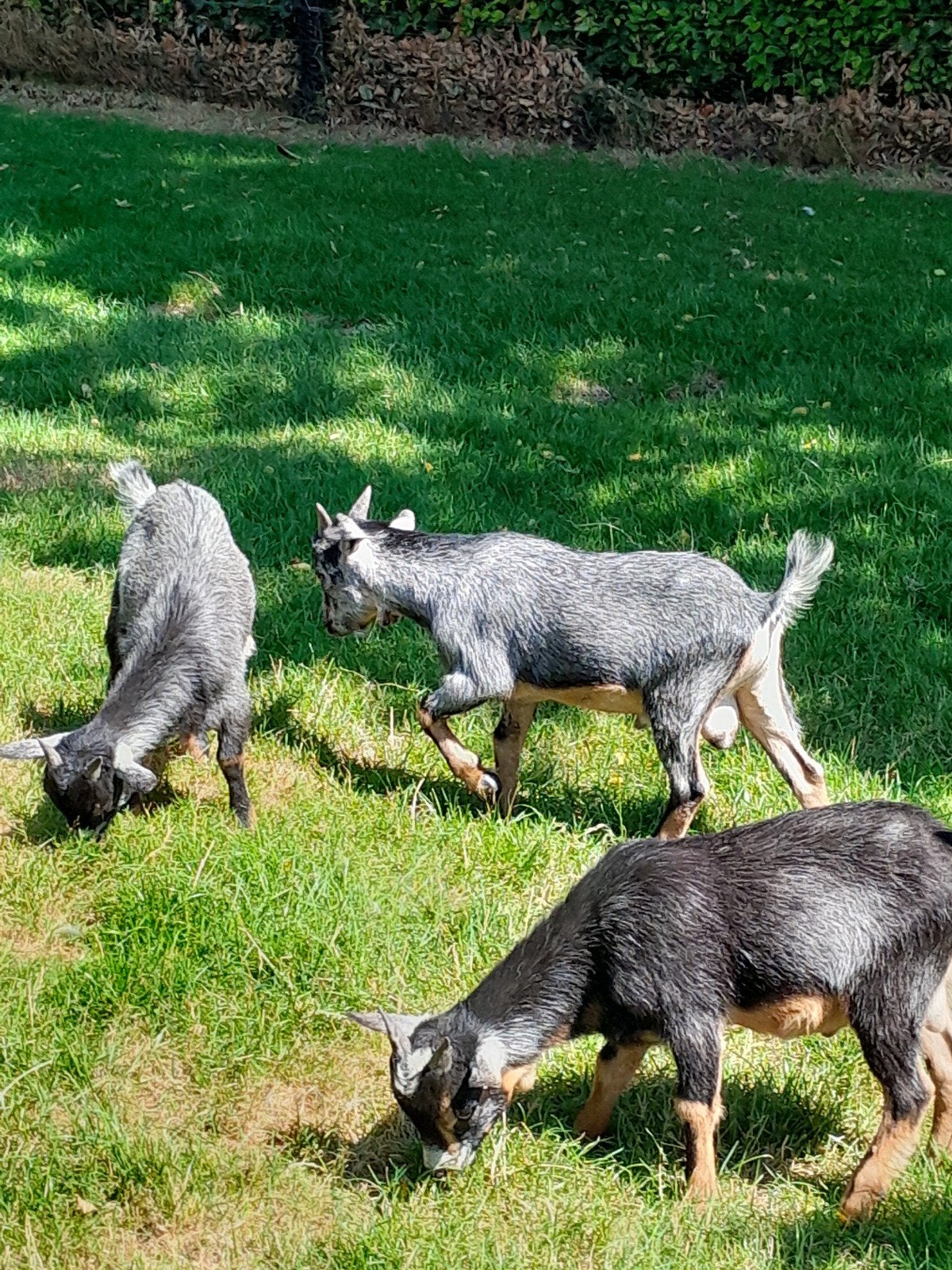 Te koop 3 blauwschimmel tan dwerggeiten dek bokjes., Dieren en Toebehoren, Schapen, Geiten en Varkens, Mannelijk, Geit, 0 tot 2 jaar
