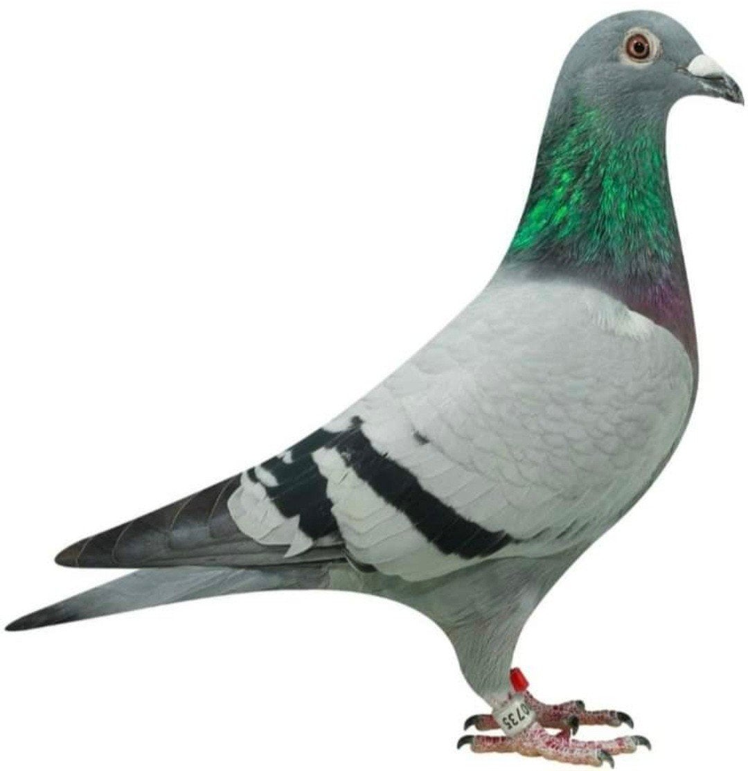 postduif "NEW KIM GIRL", Dieren en Toebehoren, Vogels | Duiven, Postduif