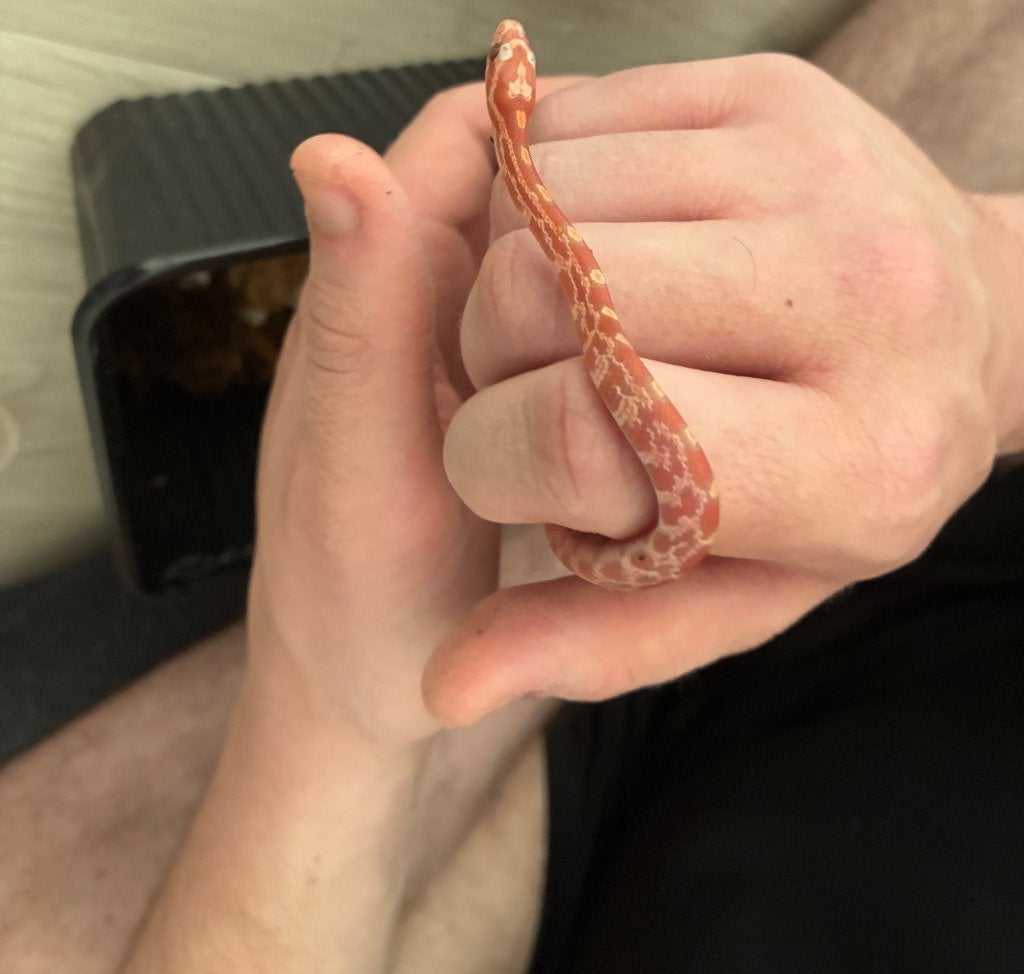 Baby korenslang, Serpent, 0 à 2 ans