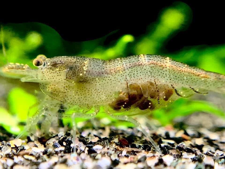 Mini japonica garnalen, Dieren en Toebehoren, Kreeft, Krab of Garnaal