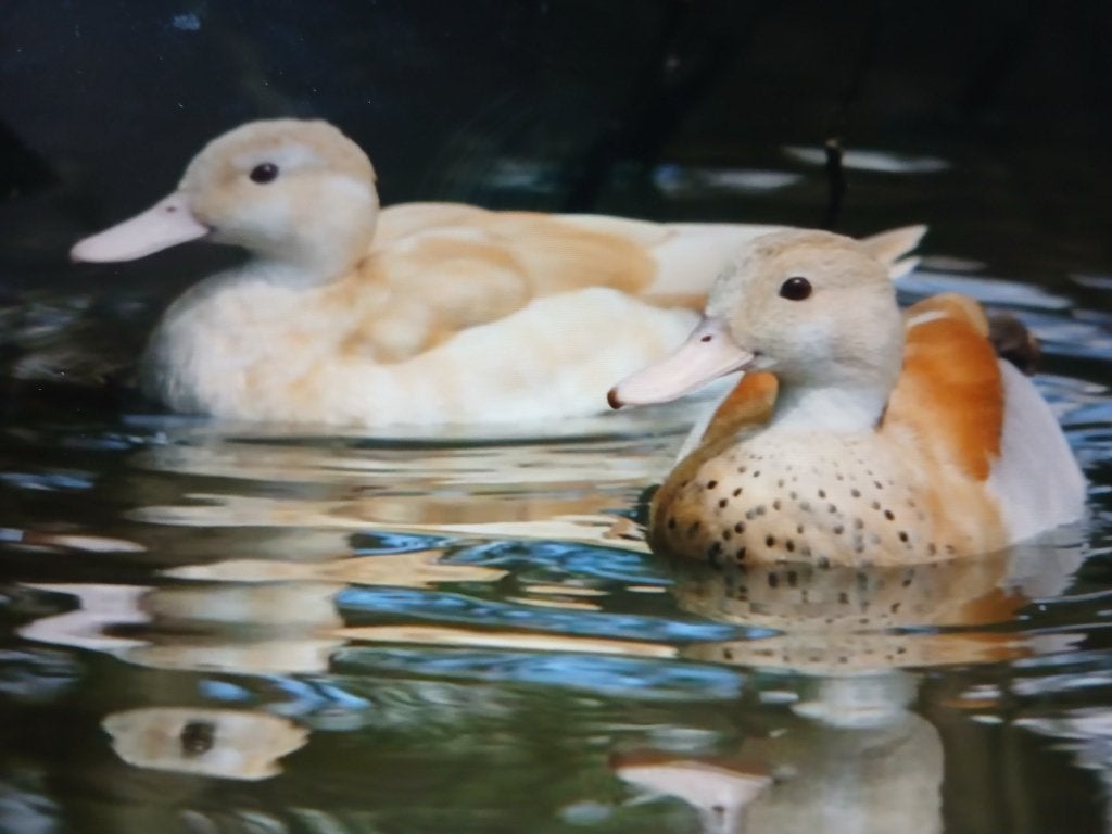 Blonde roodschouder siereenden, Animaux & Accessoires